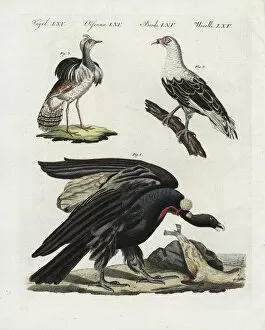 Andean Collection: Andean condor, palm-nut vulture and houbara bustard