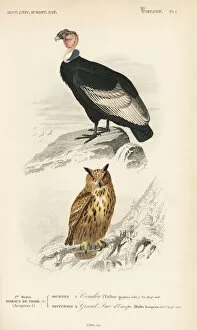Universel Gallery: Andean Condor, Vultur gryphus, and Eurasian