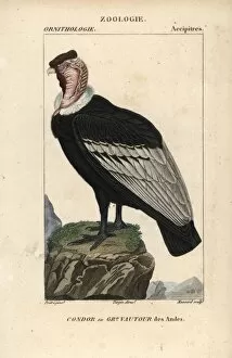 Andean Collection: Andean condor, Vultur gryphus, near threatened