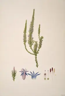 Heather Prints: Andersonia caerulea, foxtail