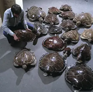 Turtle Prints: Andrew Stimson