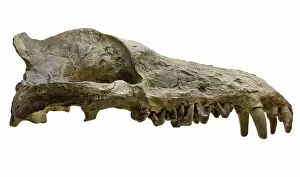 Images Dated 14th February 2014: Andrewsarchus mongoliencis, Skull cast
