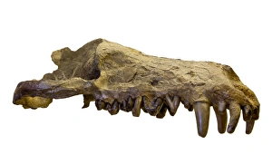 Images Dated 14th February 2014: Andrewsarchus mongoliencis, Skull cast
