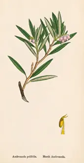 Andromeda Prints: Andromeda Polifolia