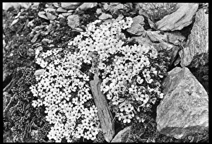 Androsace Glacialis