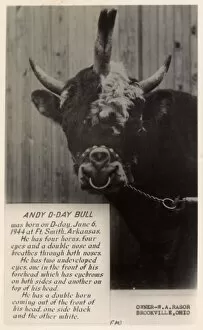 Andy Gallery: Andy the D-Day Bull of Brookville, Ohio, USA
