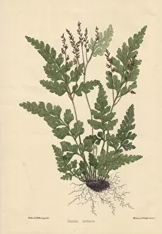 Roots Collection: Aneimia cicutaria fern showing leaves and roots