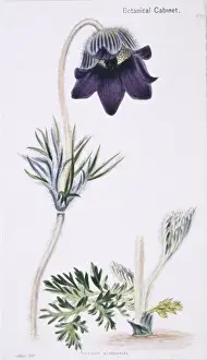 Anemone acutipetala, anemone or alpine