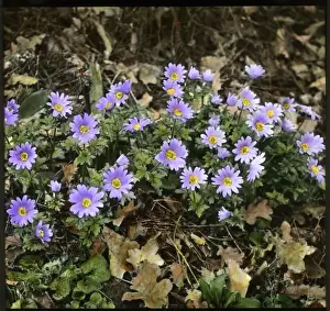 Anemone Blanda or Windflower