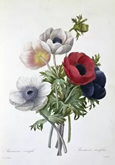 Anemone coronaria, anemone or windflower