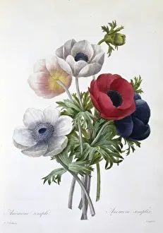 Redoute Prints: Anemone coronaria, anemone or windflower