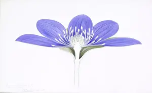Vibrant Prints: Anemone hepatica, liverleaf