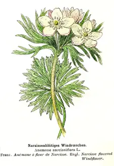 Anemone narcissiflora