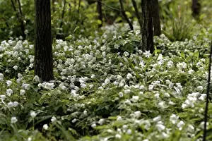Vickery Prints: Anemone nemorosa, wood anemone