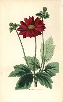 Anemone scabiosa