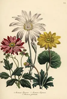 Capensis Prints: Anemone species