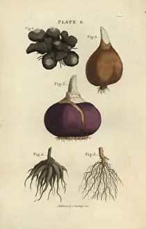 Tulip Prints: Anemone tuber, tulip bulb, hyacinth bulb
