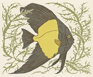 Fins Prints: Angel fish swimming through coral
