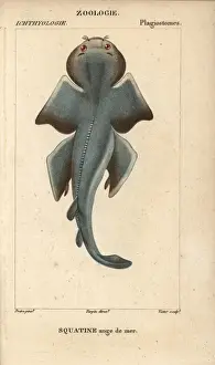 Shark Prints: Angel shark, Squatina squatina