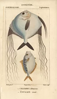 Jussieu Gallery: Angelfish? and ponyfish, Leiognathus equulus?