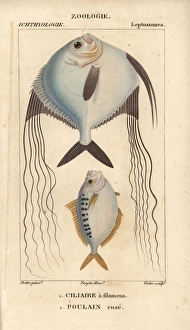 Jussieu Gallery: Angelfish? and ponyfish, Leiognathus equulus?