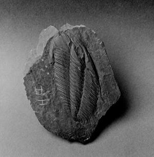 Angelina Gallery: Angelina, stretched trilobite
