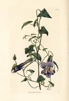 Angels trumpet or Mexican viper, Maurandya barclayana