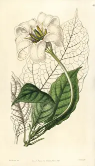 Trumpets Prints: Angels trumpets, Euclinia longiflora