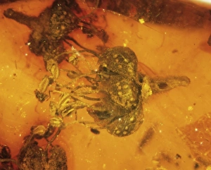 Miocene Gallery: Angiosperm flower in amber