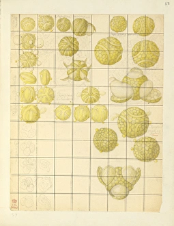 Images Dated 14th December 2015: Angiosperm pollen