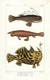 Germain Gallery: Angler fish, longnose batfish, and Sargassumfish
