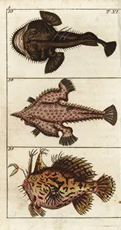 Angler fish, longnose batfish and sargassumfish