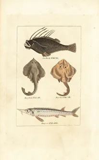 James Smith Barr Prints: Angler fish, rays and sturgeon