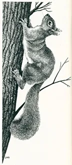 Anglo American Prints: Anglo-American Oil Co Advertisement Illustration