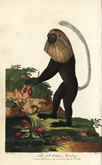 Angolan Gallery: Angola colobus, Colobus angolensis
