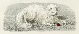Knowing Collection: ANGORA CAT