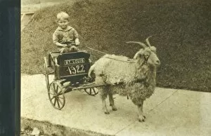Images Dated 20th April 2011: Angora Goat pulling a childs cart