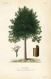 Lagesse Collection: Angostura trifoliata, Cusparia febrifuga