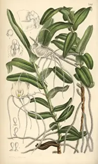 Matilda Prints: Angraecum germinyanum, white orchid native of Madagascar