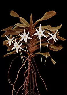 Monocot Collection: Angraecum sesquipedale, Madagascan orchid