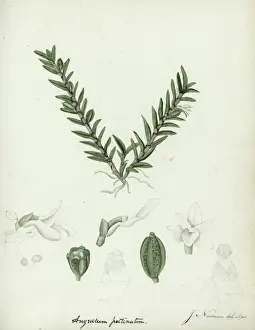 Angriecum pectinatum