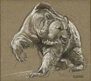 Bear Collection: An angry Grizzly Bear