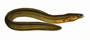 Anguilla Gallery: Anguilla anguilla, or Broad-Nosed Eel