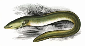 Anguilla Gallery: Anguilla anguilla, or Sharp-Nosed Eel