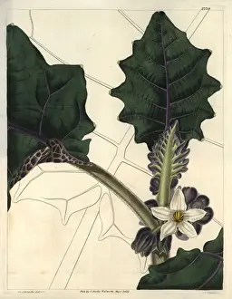 Angular Prints: Angular-leaved downy naranjilla, with attractive