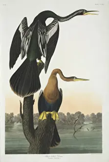 Anhinga anhinga, Anhinga