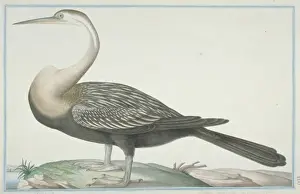 Loten Prints: Anhinga melanogaster, darter