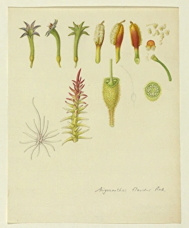 Bauer Gallery: Anigozanthos flavidus, Tall kangaroo paw