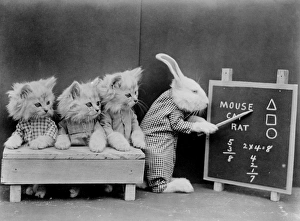 Images Dated 29th March 2012: Animal Classroom