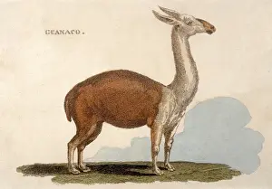 Llama Prints: Animal / Llama / Guanaco